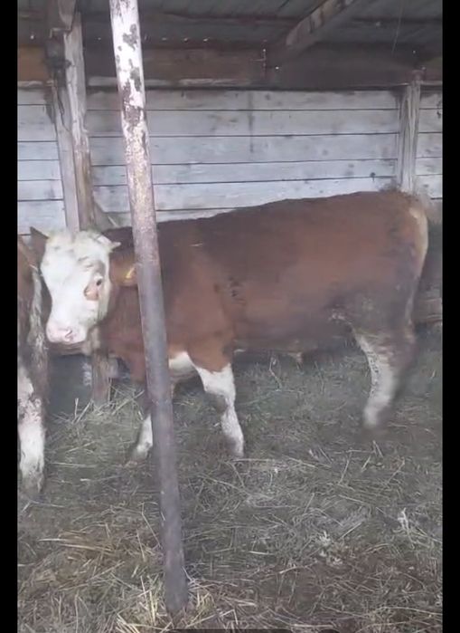 Vand Vitei intre 200-300 kg