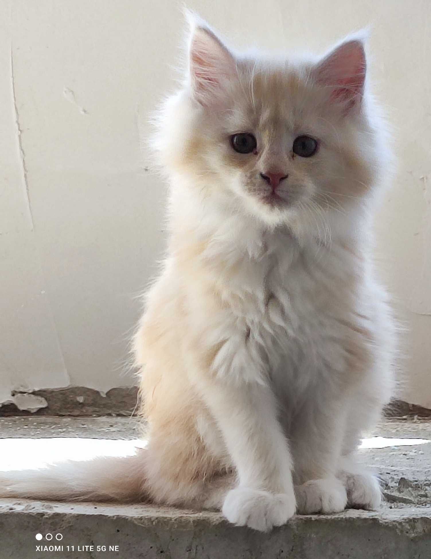 Котенце Мейн кун