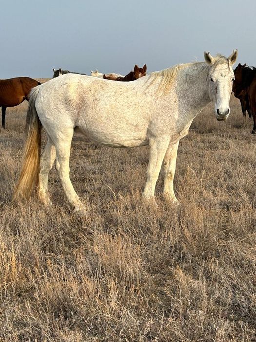 8 жасар ту бие 600 мың теңге