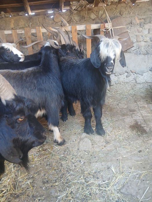 Taka sarka kelishilgan narxda