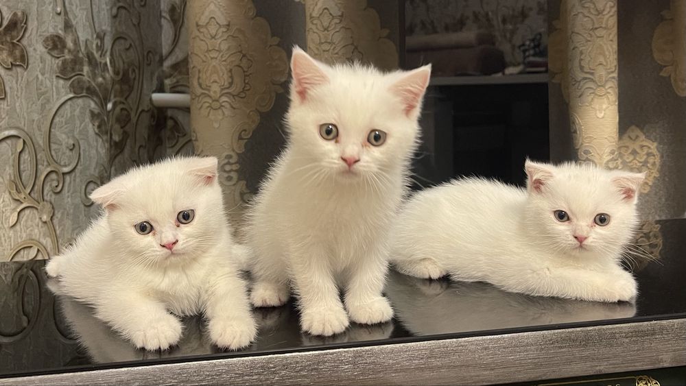 Котята белые породистие девочка