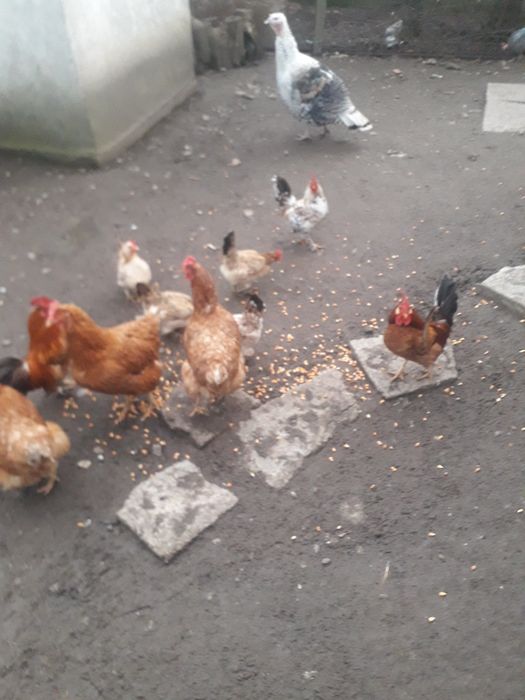 Vand cocosi si găini pitici.