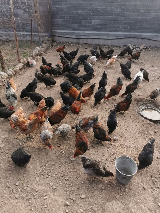 Продавам домашни кокошки