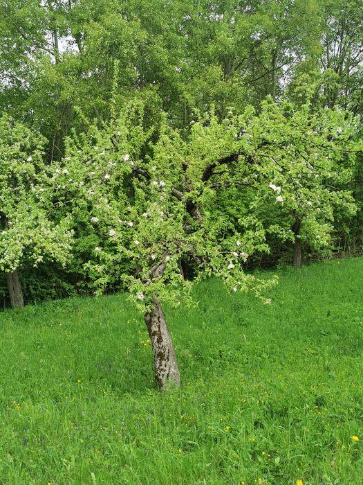 Pomi fructiferi de vânzare din soiuri vechi