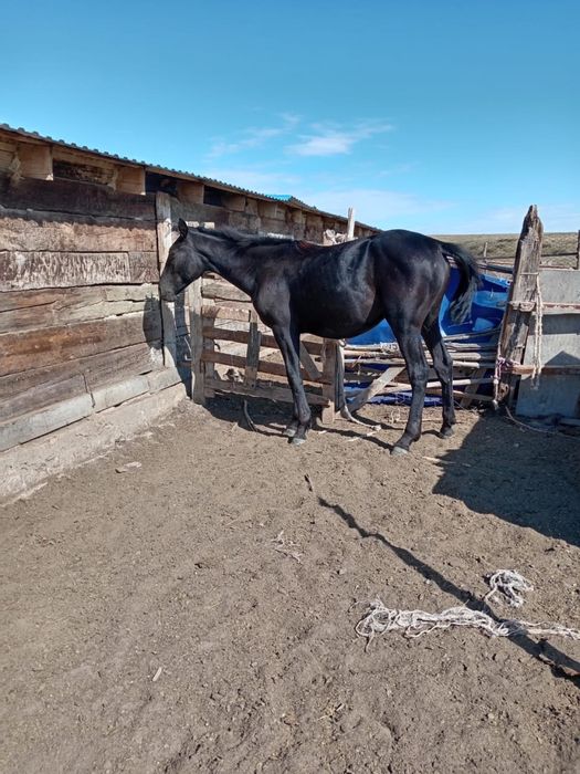 Лошадь 1,8 года породистая