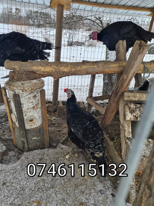 Gaini Fazani Cocosi Pauni Curci-Ochelari Pasari Mari-FARA AC-TXL