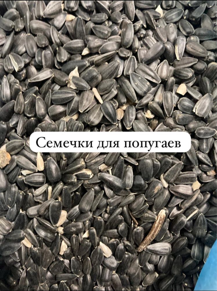 Корма для птиц