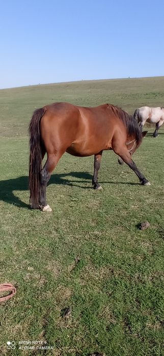 URGENT ! vand iapa 3 ani