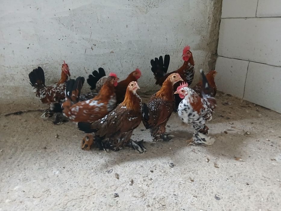 Mii de florii tineret