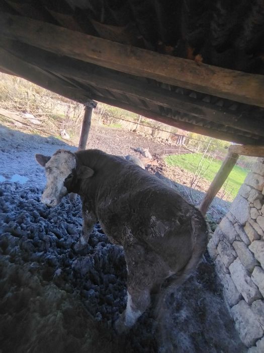 Мъжко теле месодайно