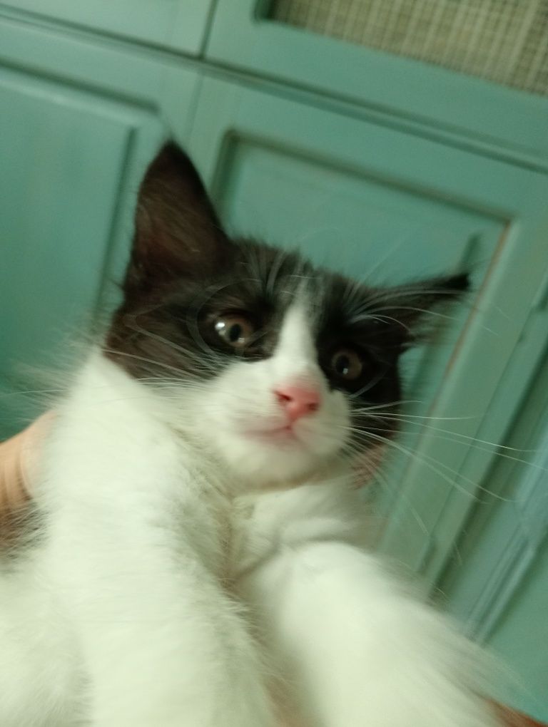 Мушукча / Котёнок