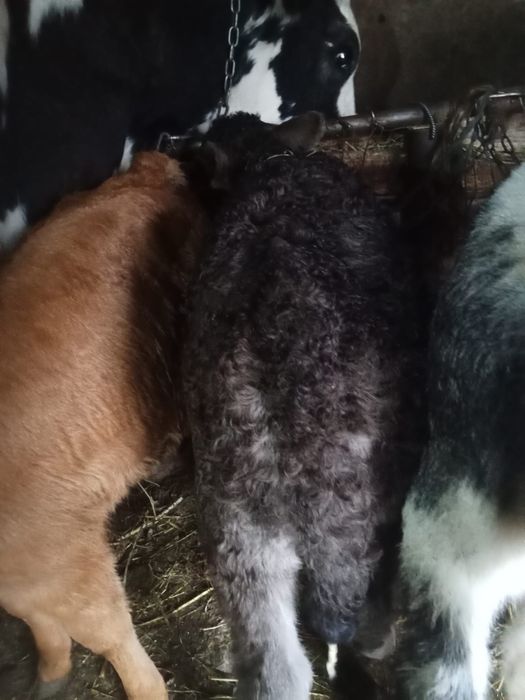 Vând trei viței de lapte