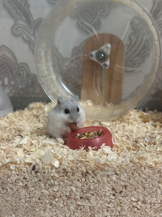 Хомяки 2 штуки милые