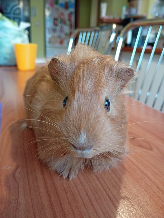 Porcușor de guineea