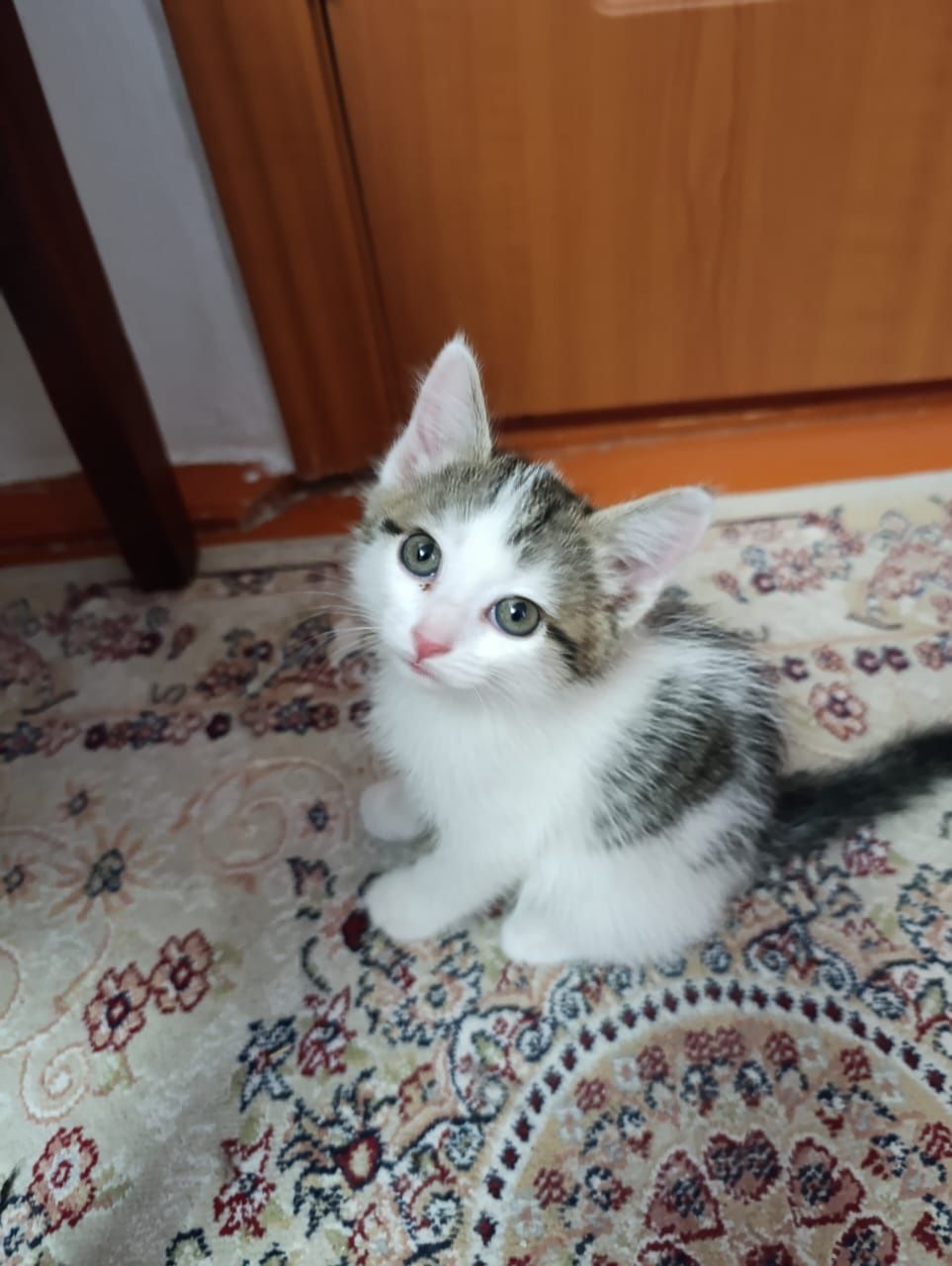 Котята Кызылорда