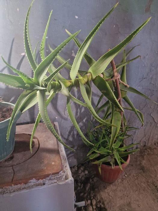 Продам домашние растения