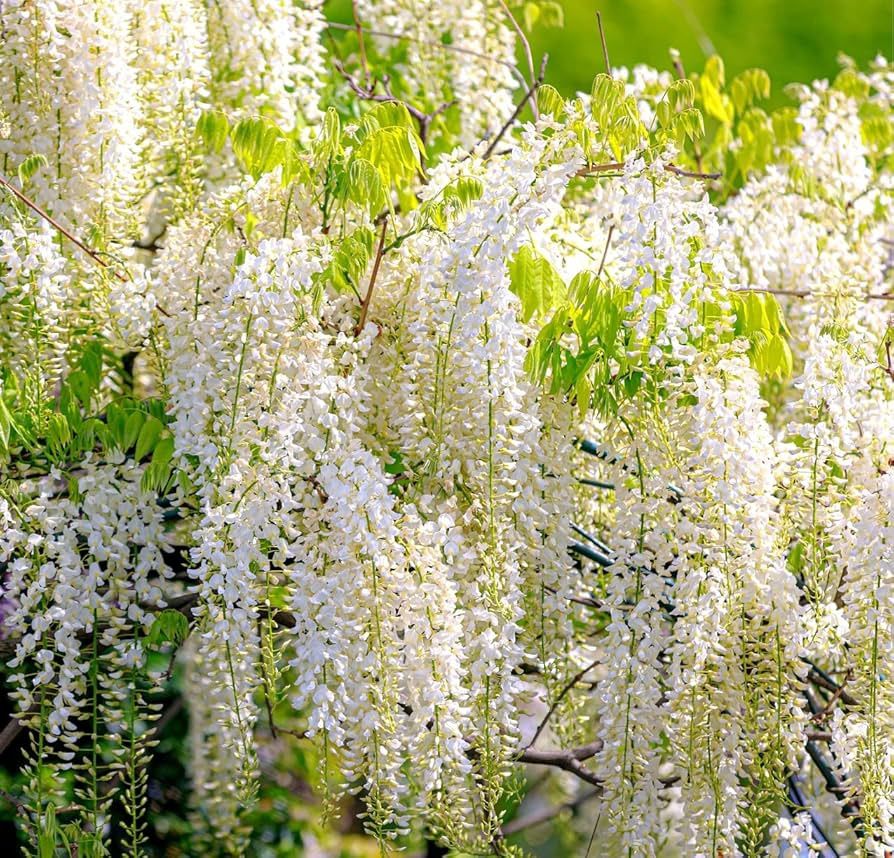 Glicina ( Wisteria )