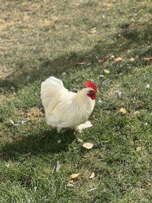 Vand gaini si cocosi cochinchina