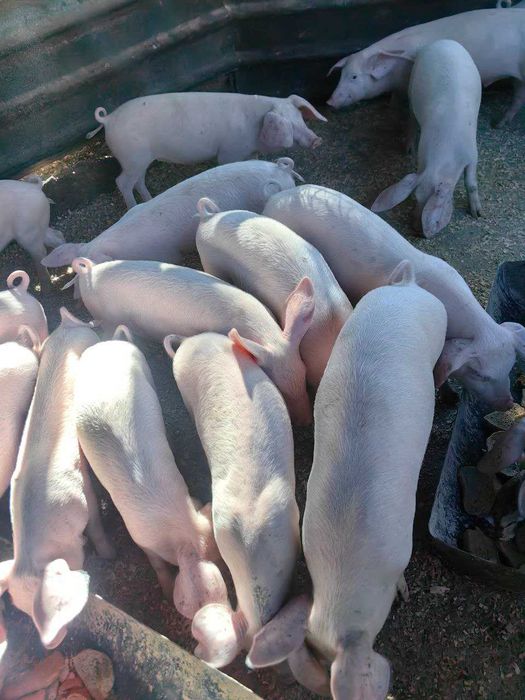 Продавам малки прасета за ресторанти или събития