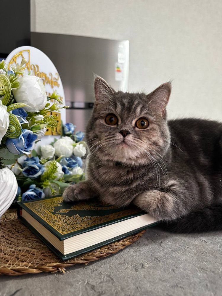 Скотиш зотлик мушукчалар сотилади/Продаются котята шотландской породы.