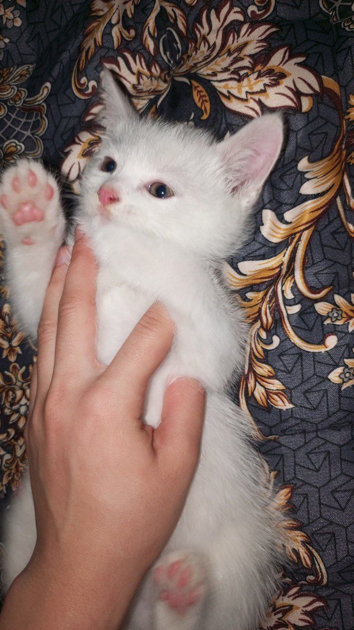 Кошка скотиш страйт 2 мальчики