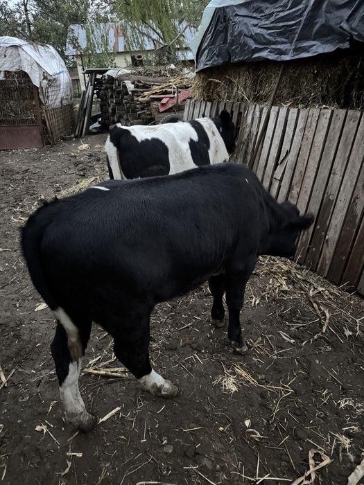 2 Vițele cu varste de 5,6 luni