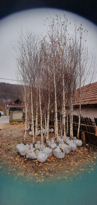Mesteacăn Tei platani Stejar artari