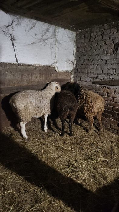 Продам баран породистые(овцы)