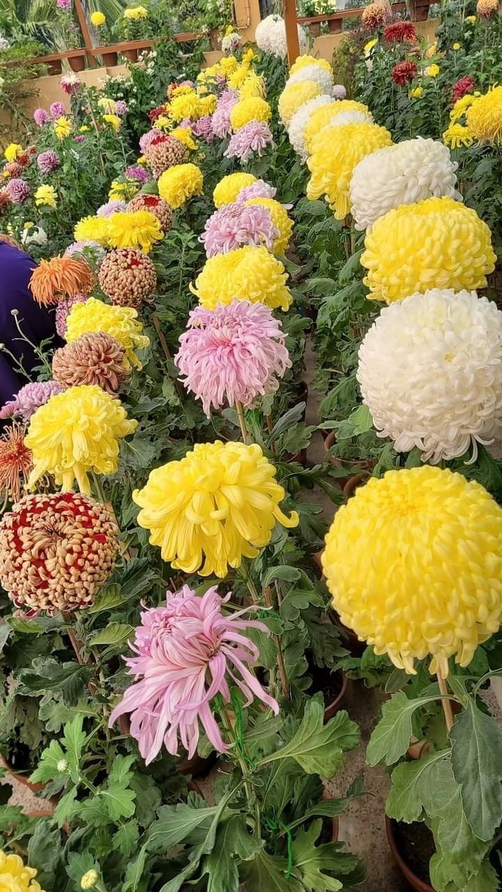 Butași de crizanteme de toamnă floare bulgarăs și floare fideluta