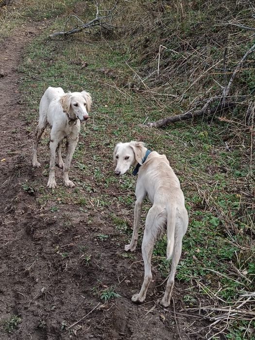 Тазы сатылады еркек