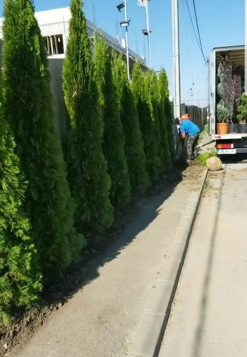 Tuia smarald extra calitate/ Gard viu permanent verde / Livrez gratuit