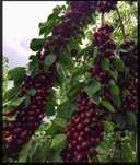 Pomi Fructiferi Columnari ( CIRES)