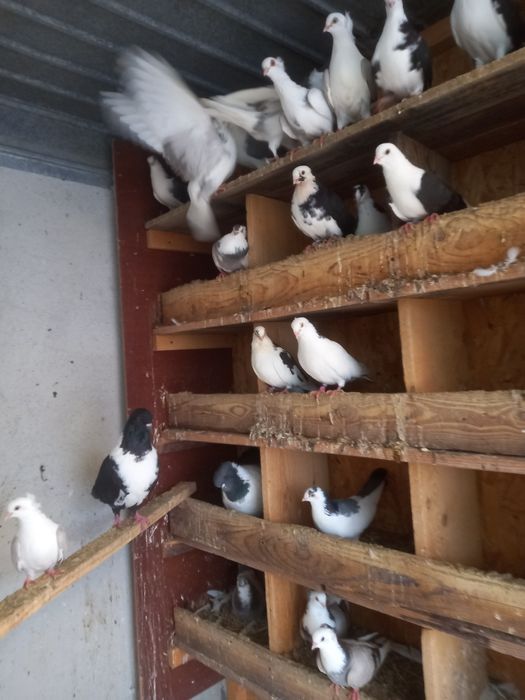 Vind porumbei jucători