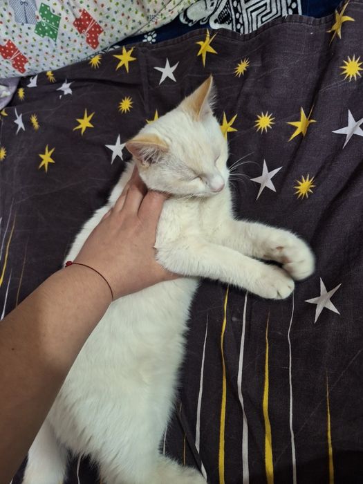 Мальчик сиамский