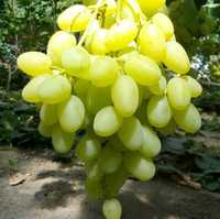 Вегетирующий саженец винограда: сорт Ландыш