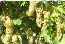 Avem de vânzare struguri de vin
