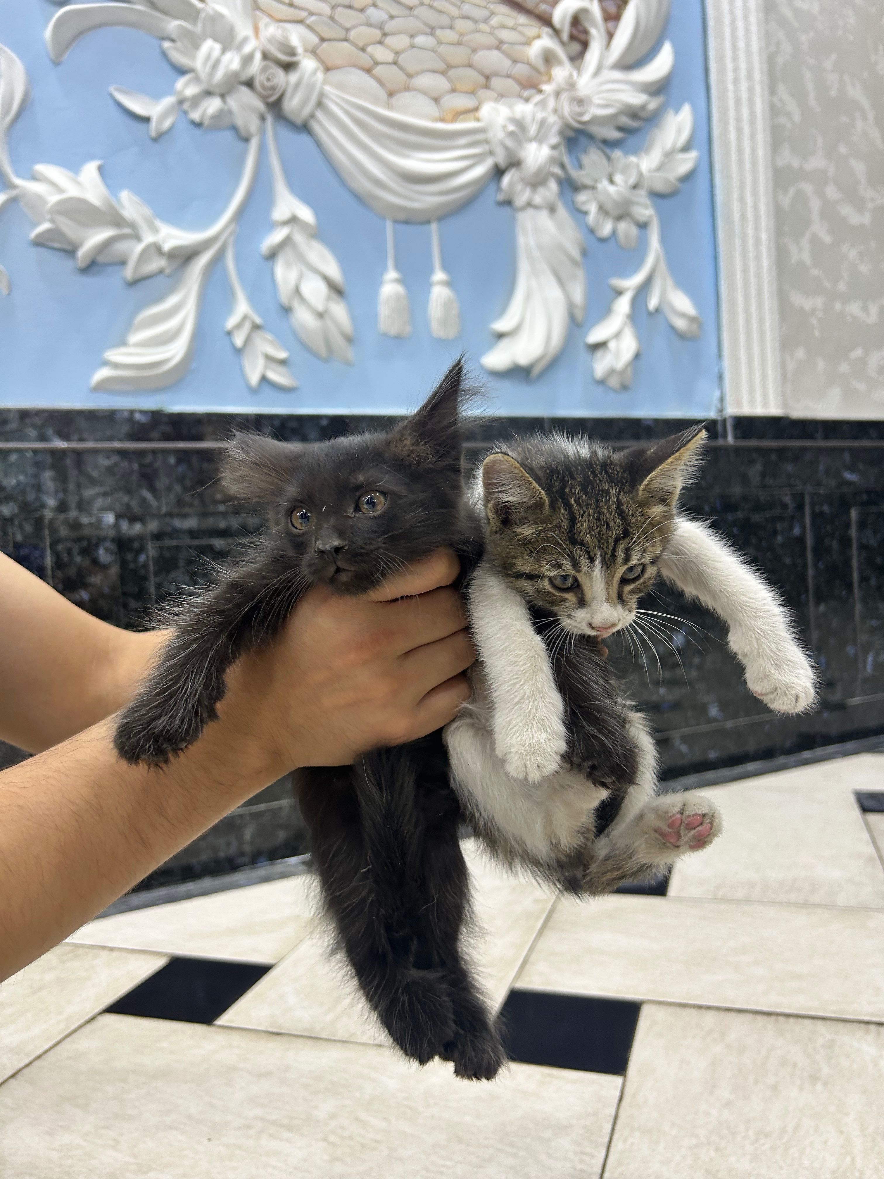 Отдам котят в хорошие руки