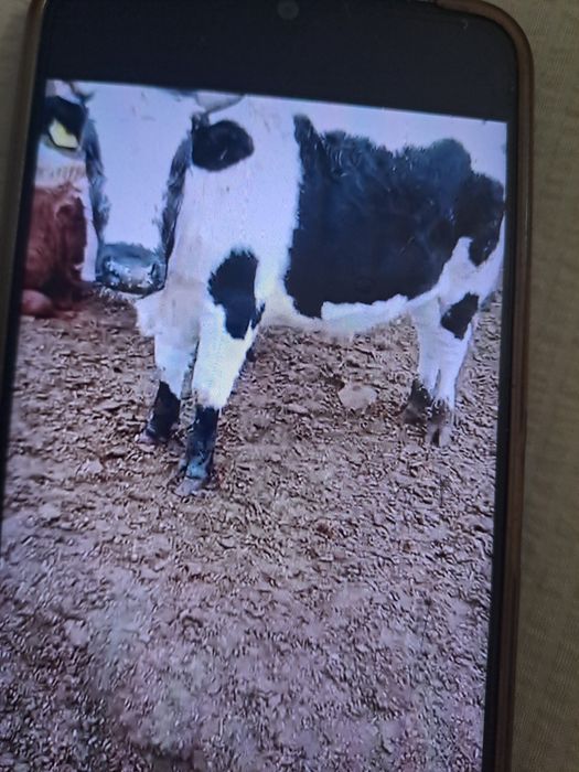 Продаётся 2 бычки