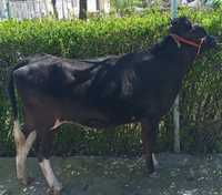 Mol Urgochi Hunajin Продаётся молодая Корова тёлка