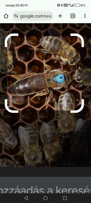 Matci regine carpatin F1 Bio