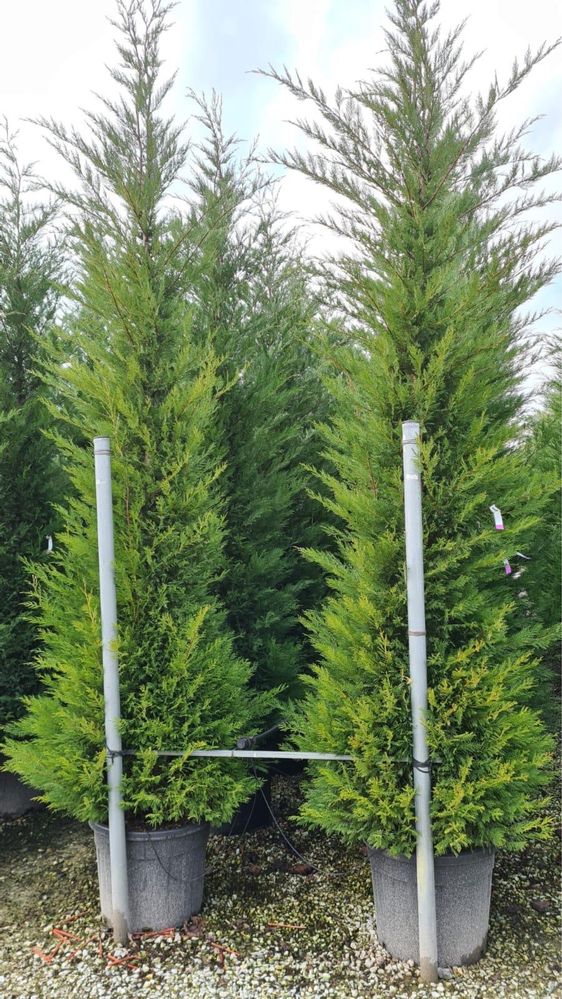 Vindem leylandii pentru gard viu