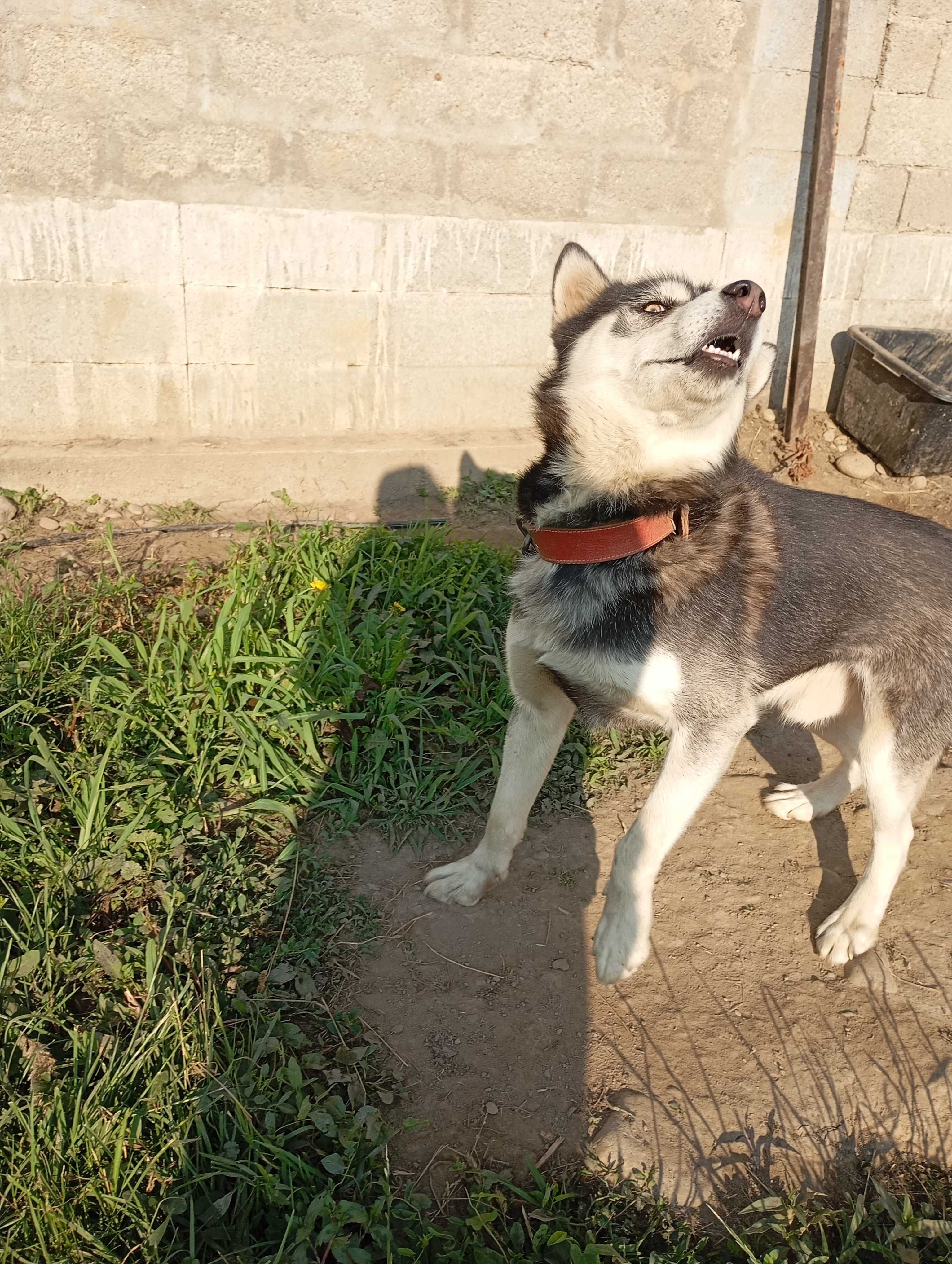 Donez mascul Husky~ 3 ani