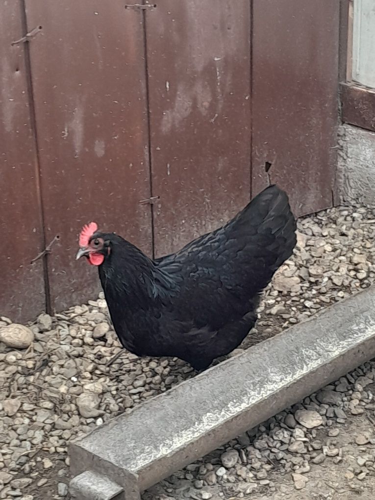 Oua incubat wyandotte/australorp