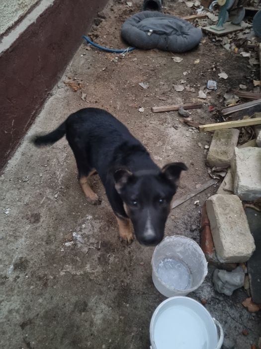 Отдаю щенка в добрые руки, смесь овчарки