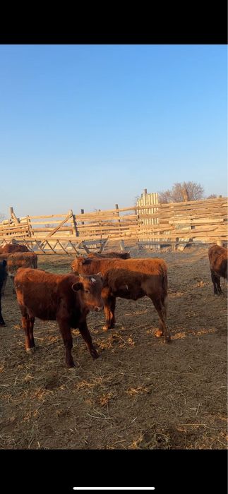 Калмак подсос 20 бас