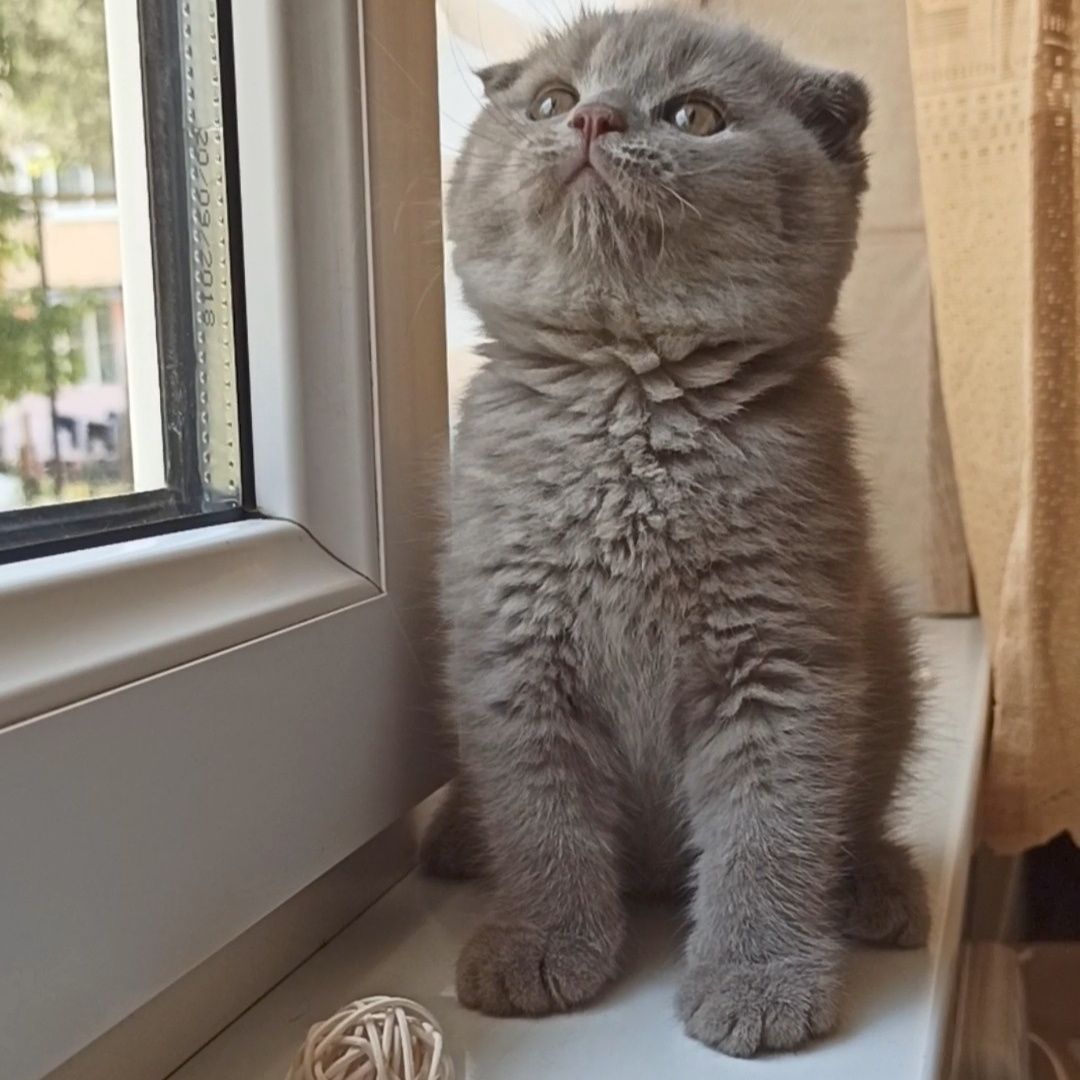 Продается девочка скоттиш фолд