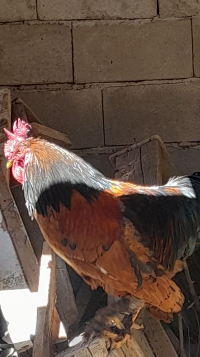 Brama Xo'rozlar bor sotiladi