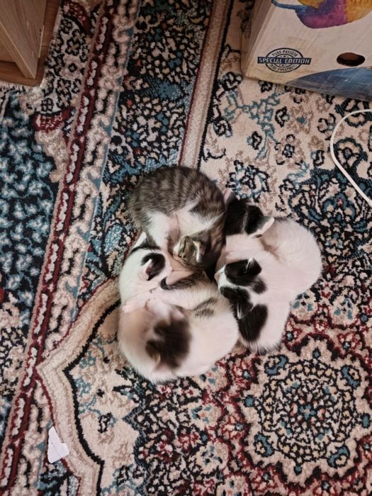 Котята, 2 месяца. Отдаются бесплатно.