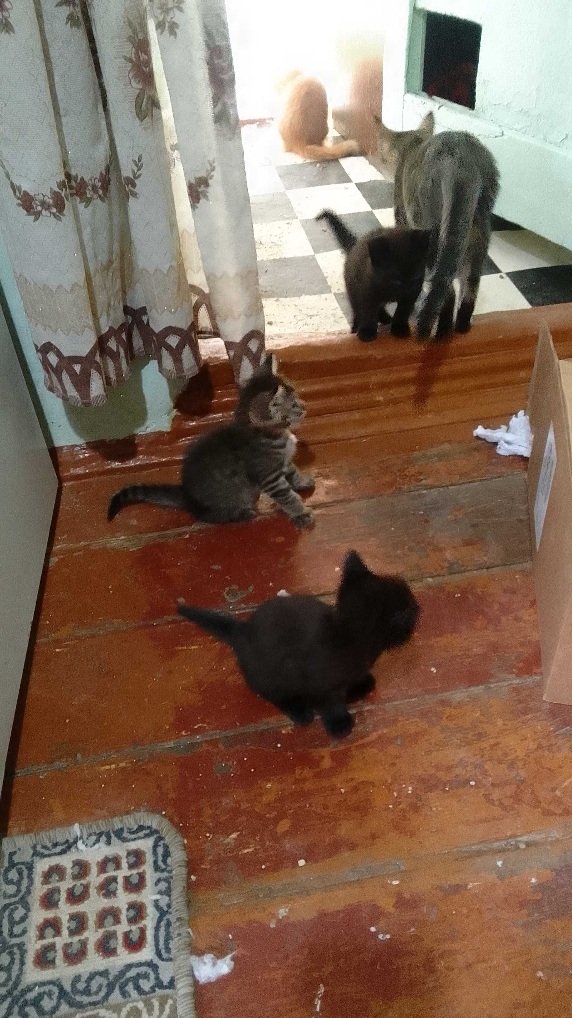 Котята - Раздаём бесплатно