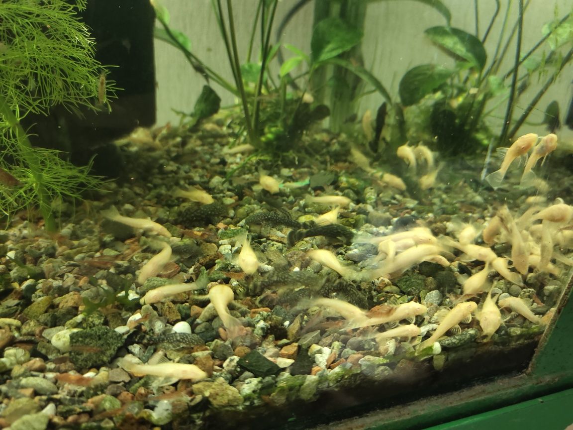 Аквариумные рыбки анцыструсы